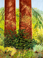 Redwood Trees II